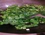 春菜瘦肉汤的做法图解6