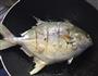 红烧金鲳鱼的做法图解4