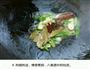 土豆闷鸡块的做法图解4