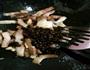 茶树菇回锅肉的做法图解7