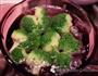 咖喱鸡腿饭的做法图解6
