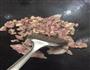 草菇肉片的做法图解4