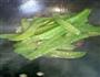 蒜蓉荷兰豆的做法图解2