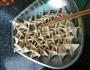 香煎饺子的做法图解8