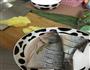 鲈鱼的做法图解1