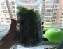 薄荷奶香馒头的做法图解2