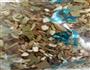 番茄酱烧菜花的做法图解4