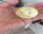 超萌的小猪豆沙包的做法图解6