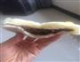 超萌的小猪豆沙包的做法图解9