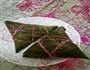 粽子的做法图解2