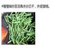 干扁豆的做法图解4