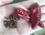 香菇炒肉的做法图解8
