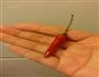 水萝卜泡菜的做法图解3