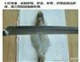 花开富贵虾的做法图解1