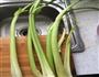芹菜饺子的做法图解2