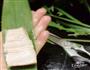 芦苇叶扎肉的做法图解8