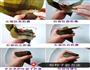 蜜枣豆沙粽子的做法图解6