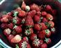 草莓果酱的做法图解1