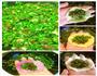宝宝辅食—七彩饺子的做法图解4