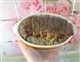 芝士牛排焗饭的做法图解5