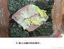 米饭三明治的做法图解4