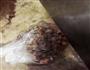 自制Nutella的做法图解2