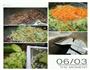 羊肉萝卜馅饺子的做法图解3