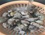爽辣可口的子姜花雕炒鸭／子姜红酒烧鹅的做法图解4