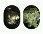 干煸扁豆的做法图解2