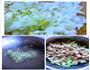 豆角蒸菜的做法图解4