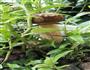 青椒火腿炒野生牛肝菌的做法图解1