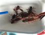 姑姑的家常小龙虾的做法图解1