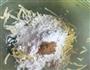 薄香洋芋擦擦的做法图解4