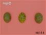 水果冰激凌的做法图解8