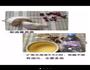 冰糖炖燕窝的做法图解1