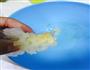 夏日冰甜品-桃胶银耳汤的做法图解5