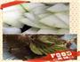 苏叶焖冬瓜-夏日开胃菜的做法图解1
