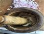 韩式蒜香火辣辣鸡爪的做法图解4