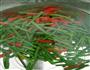 凉拌 豆角的做法图解10