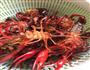 香辣小龙虾的做法图解4