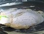 原味抹茶双拼磅蛋糕的做法图解7