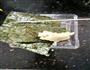 冬菇饺和紫菜包的做法图解1