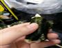 冬菇饺和紫菜包的做法图解3