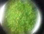 新鲜黄豆鸡蛋饼的做法图解2