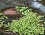 高大上的豆角炒肉的做法图解3