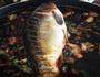 秘制啤酒鱼锅的做法图解17