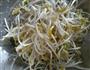 冬瓜豆芽玉米汤的做法图解2