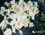 让人头疼的挑食熊孩子，一碗焖面就能搞定豆角焖面的做法图解5