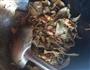 肉片炒编豆干的做法图解1