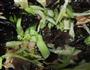西芹木耳炒肉片的做法图解7